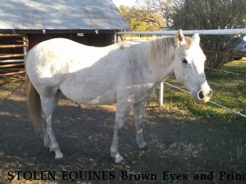 STOLEN EQUINES Brown Eyes and Prince Near Winfield, KS, 67156